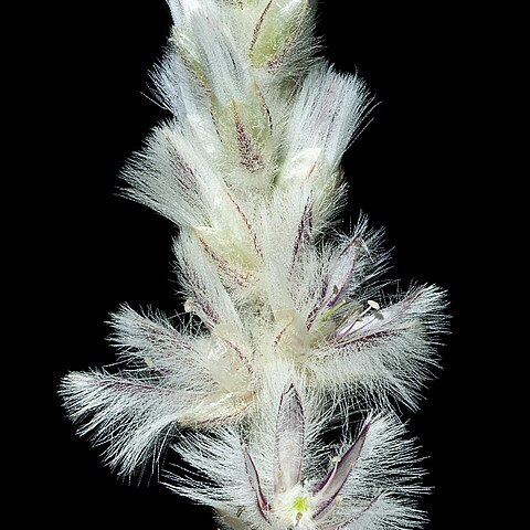 Ptilotus pyramidatus unspecified picture