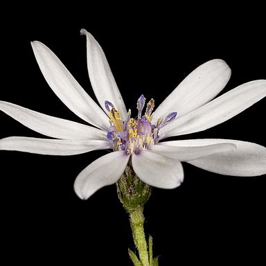 Olearia paucidentata unspecified picture