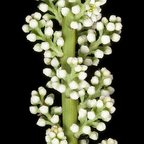 Leptomeria preissiana unspecified picture