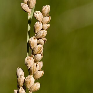 Panicum obtusum unspecified picture