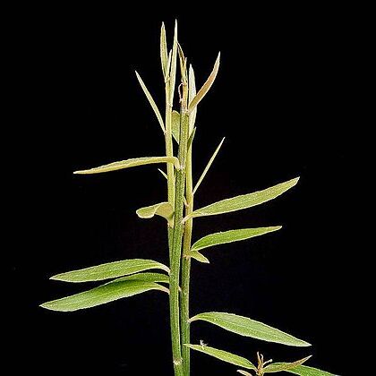 Euphorbia invenusta var. angusta unspecified picture