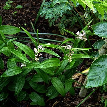 Maianthemum scilloideum unspecified picture