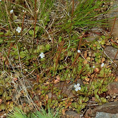 Epilobium brunnescens unspecified picture