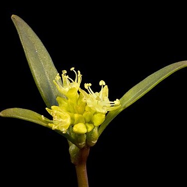 Monotaxis luteiflora unspecified picture