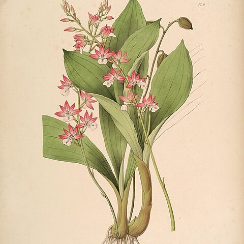 Calanthe brevicornu unspecified picture