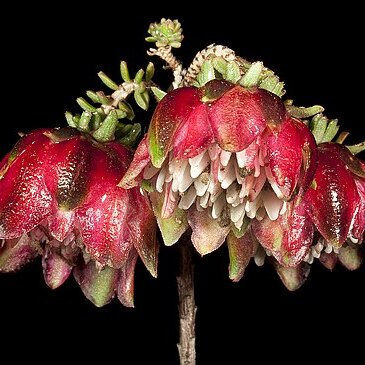 Darwinia polychroma unspecified picture