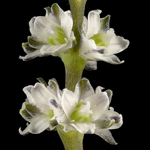 Lomandra nigricans unspecified picture