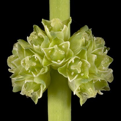 Lomandra preissii unspecified picture