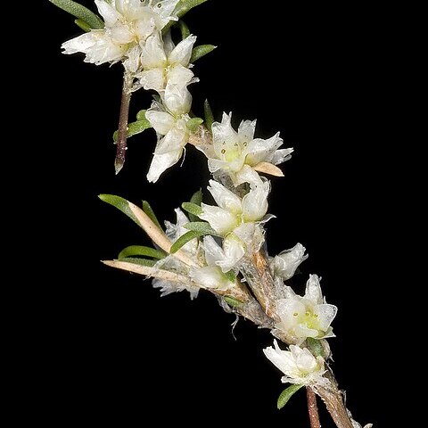 Laxmannia sessiliflora subsp. sessiliflora unspecified picture