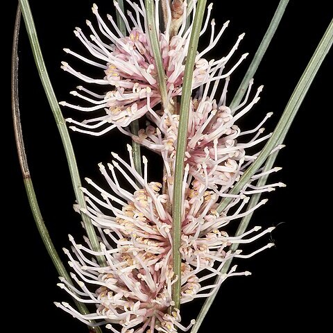 Hakea invaginata unspecified picture