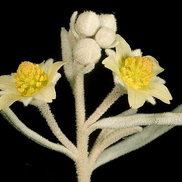 Ricinocarpos velutinus unspecified picture