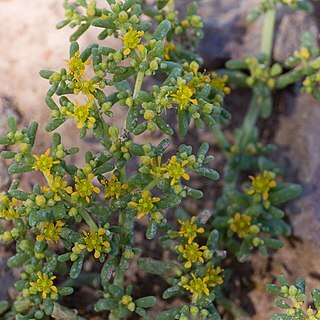 Zygophyllum simplex unspecified picture