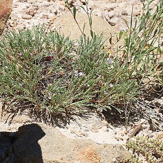 Astragalus jejunus unspecified picture