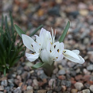 Colchicum atticum unspecified picture