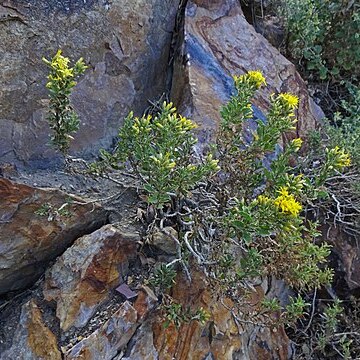 Ericameria obovata unspecified picture