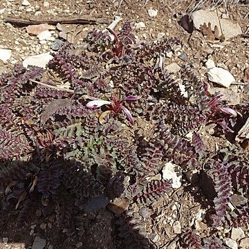 Pedicularis centranthera unspecified picture