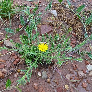 Xanthisma gracile unspecified picture