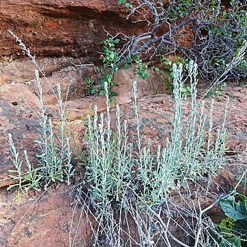 Artemisia ludoviciana subsp. incompta unspecified picture