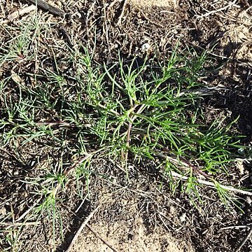 Salsola paulsenii unspecified picture