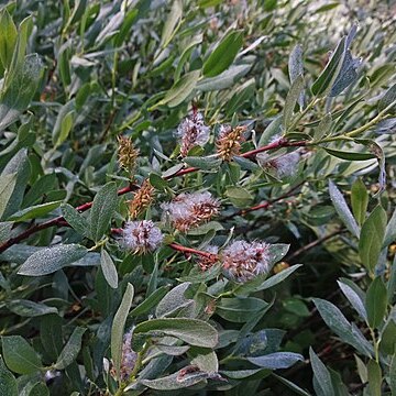 Salix wolfii unspecified picture