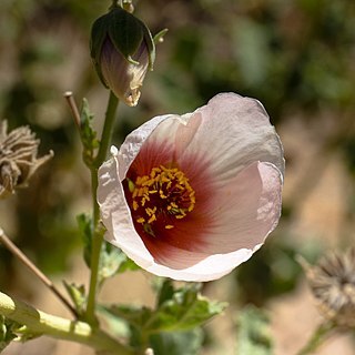 Abutilon pycnodon unspecified picture