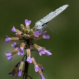 Boechera pauciflora unspecified picture