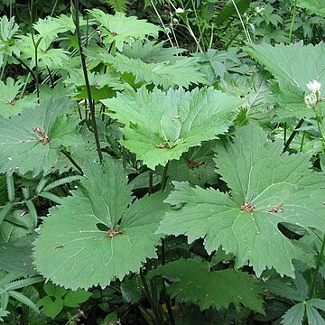 Ligularia veitchiana unspecified picture