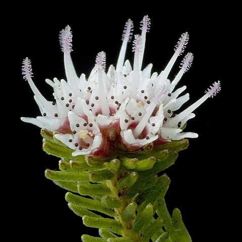 Darwinia diosmoides unspecified picture