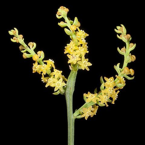 Leptomeria cunninghamii unspecified picture