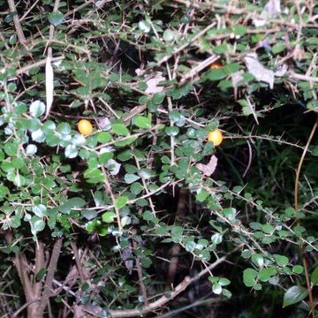 Pittosporum multiflorum unspecified picture