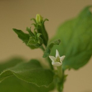 Nicotiana benthamiana unspecified picture