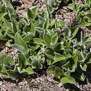 Salix petrophila unspecified picture