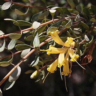 Lambertia inermis unspecified picture