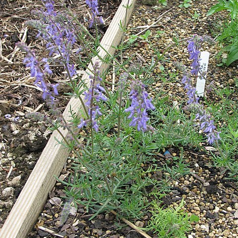 Salvia jurisicii unspecified picture