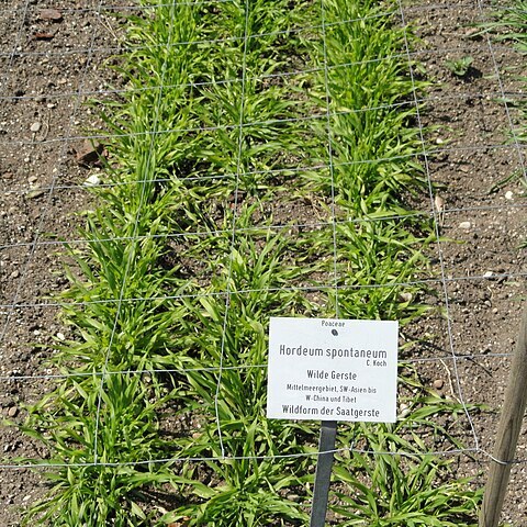 Hordeum spontaneum unspecified picture