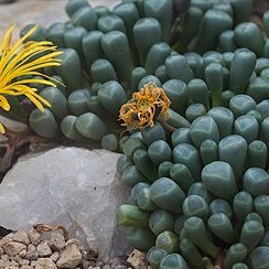 Fenestraria rhopalophylla subsp. rhopalophylla unspecified picture