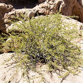 Commiphora oblanceolata unspecified picture