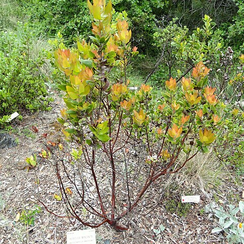 Arctostaphylos andersonii unspecified picture