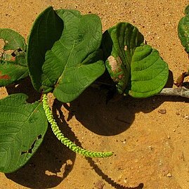 Coccoloba alnifolia unspecified picture