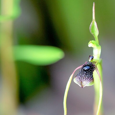 Chiloglottis formicifera unspecified picture