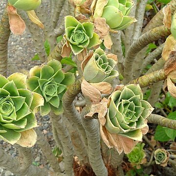 Aeonium balsamiferum unspecified picture