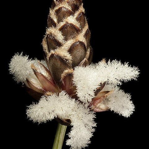 Ecdeiocolea unspecified picture