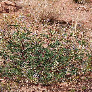 Astragalus lentiginosus var. wilsonii unspecified picture