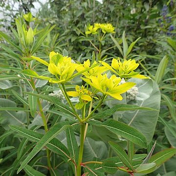 Euphorbia sikkimensis unspecified picture