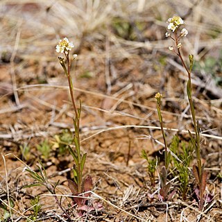 Lepidium virginicum subsp. menziesii unspecified picture