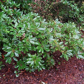 Quercus sadleriana unspecified picture