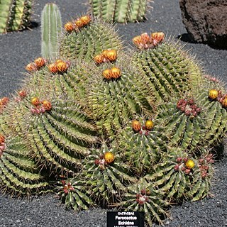 Ferocactus echidne unspecified picture