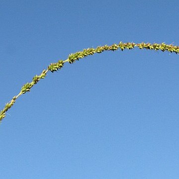 Setaria incrassata unspecified picture