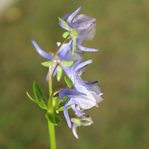 Halenia elliptica unspecified picture