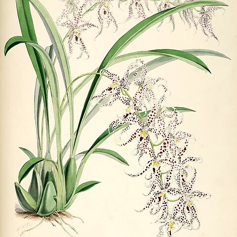 Oncidium naevium unspecified picture